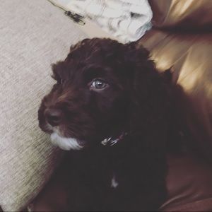 Meet your Posher, Lilly